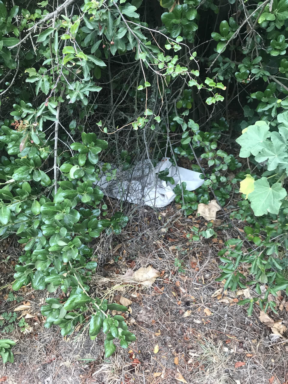 The photograph attached to this rubbish/recycling report