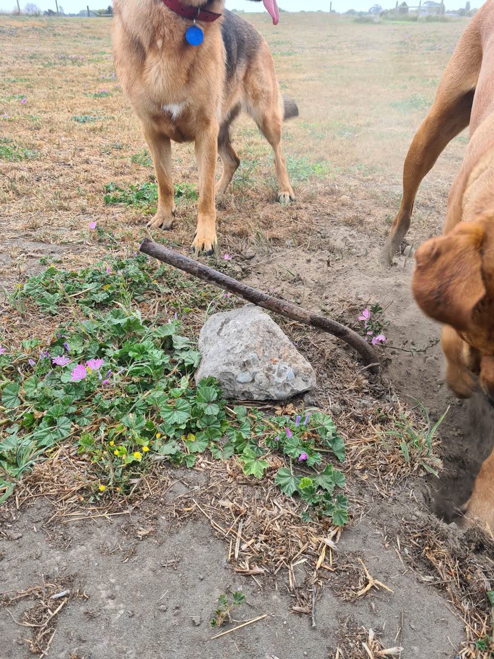 The photograph attached to this parks report