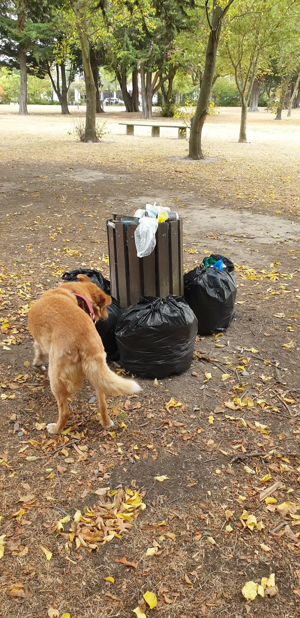 The photograph attached to this parks report