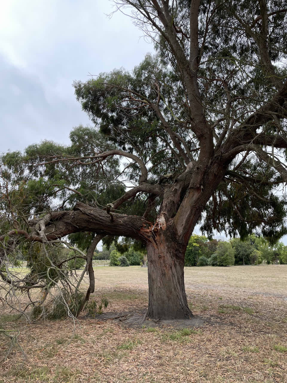 The photograph attached to this parks report