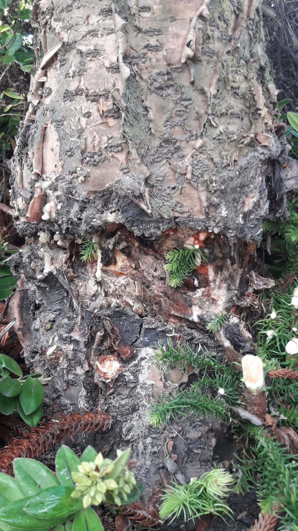 The photograph attached to this parks report