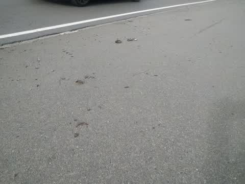 Roading/Streets, a report photo