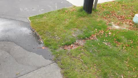 Water Leak, a report photo