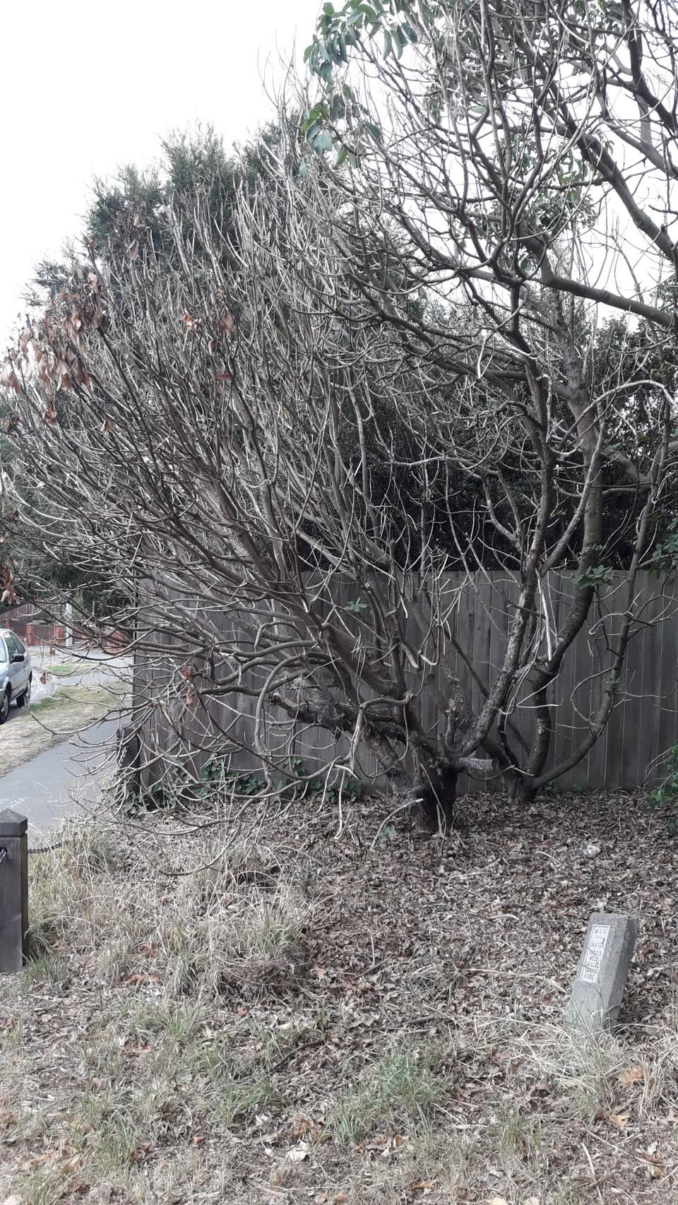 The photograph attached to this parks report