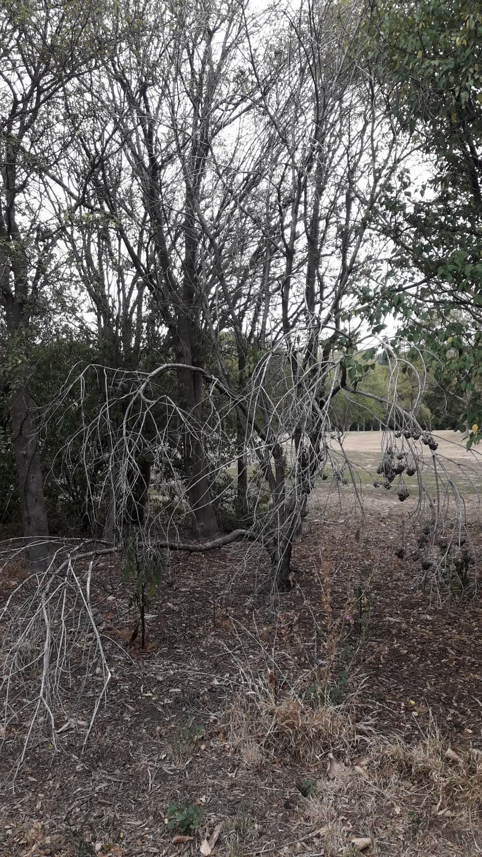 The photograph attached to this parks report