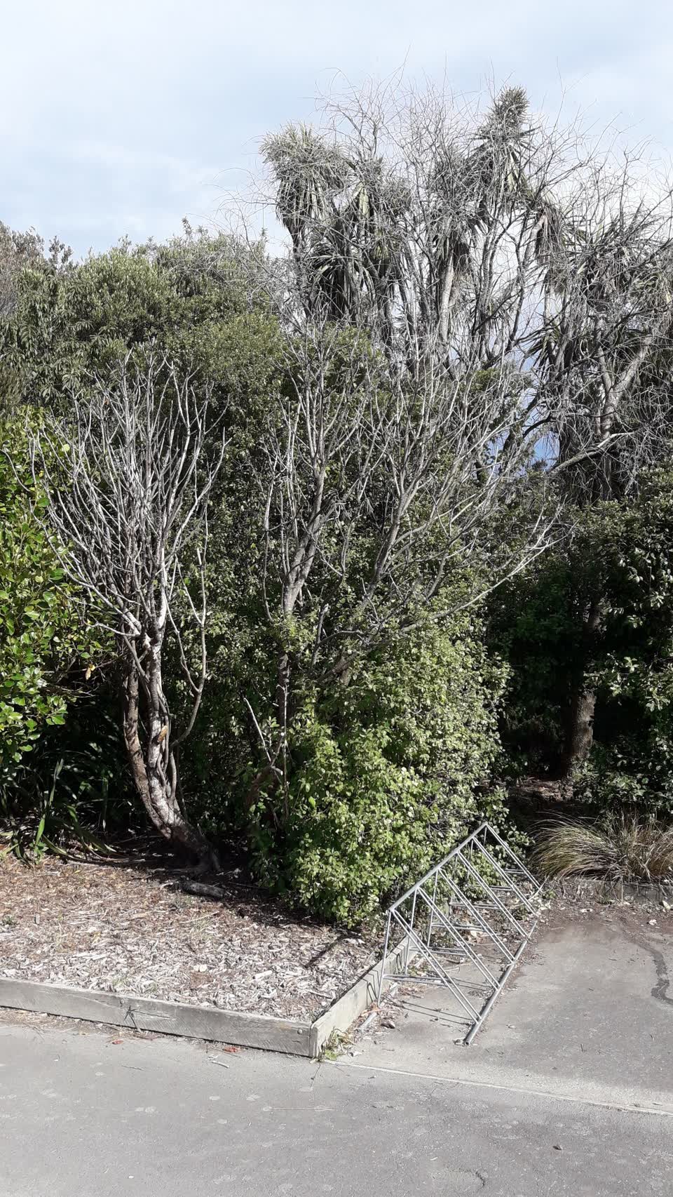 The photograph attached to this parks report