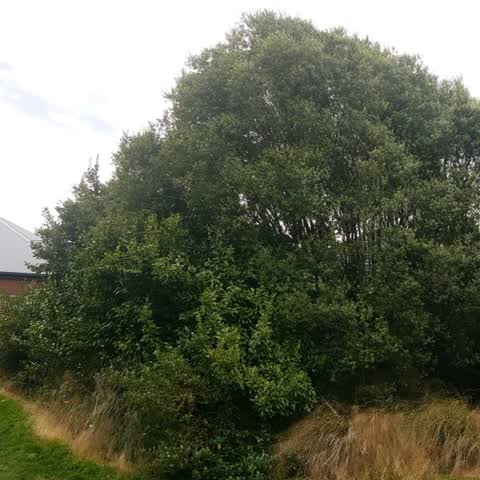 Parks, a report photo