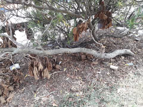 Parks, a report photo