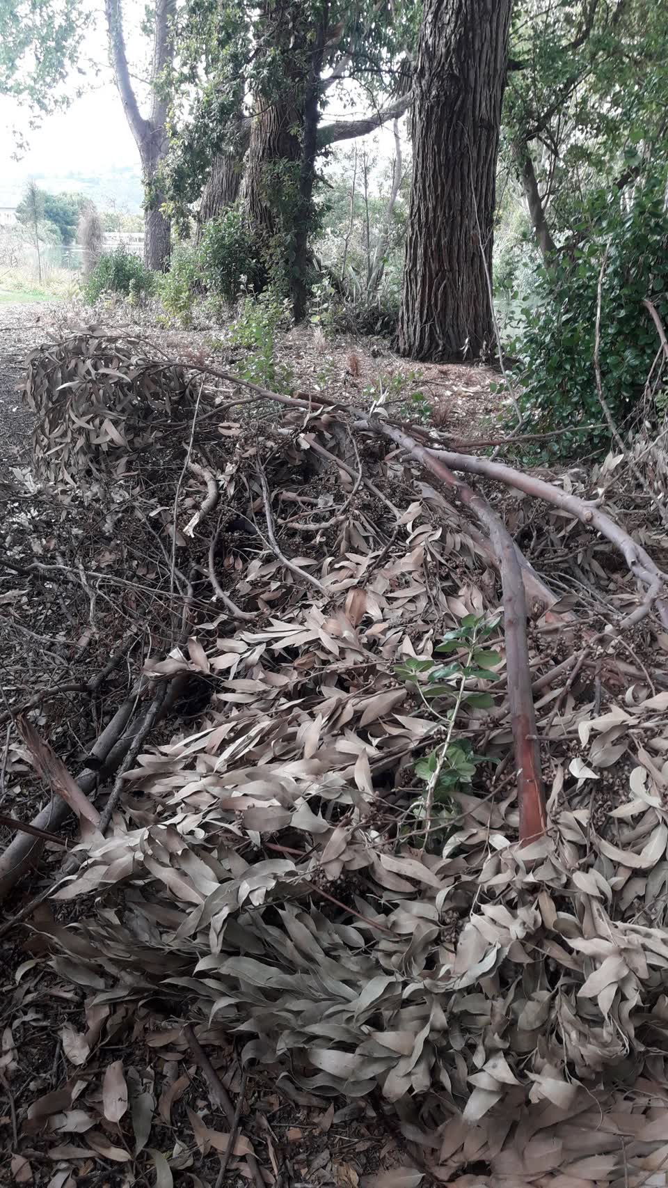 The photograph attached to this parks report
