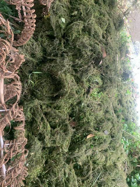 General Request, a report photo