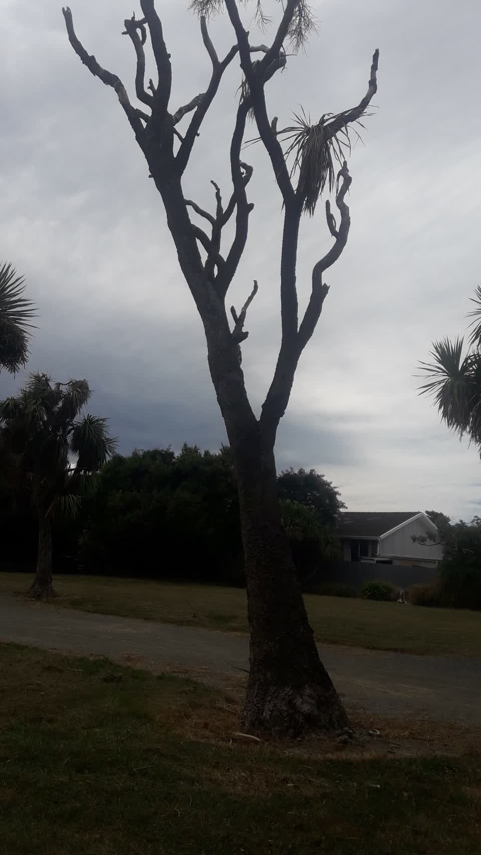 The photograph attached to this parks report