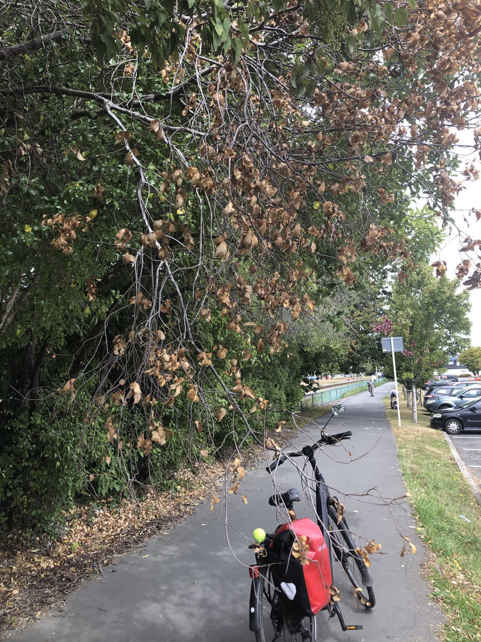 The photograph attached to this parks report