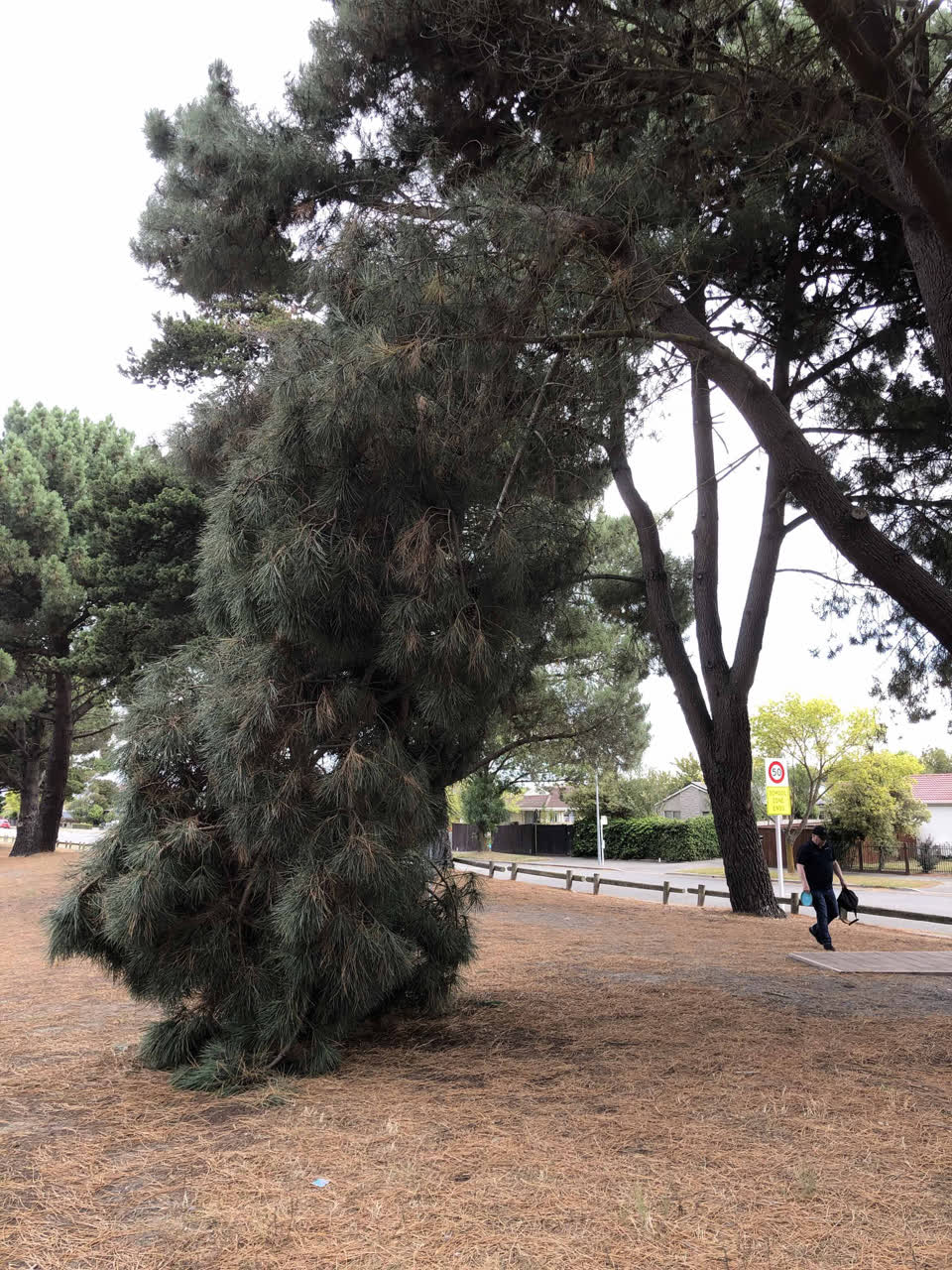 The photograph attached to this parks report