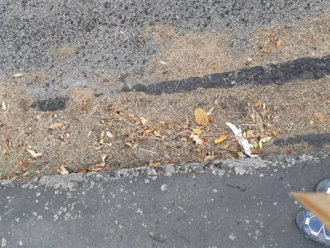 Roading/Streets, a report photo