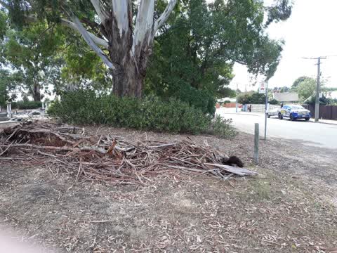 Rubbish/Recycling, a report photo