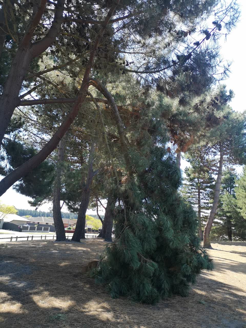 The photograph attached to this parks report