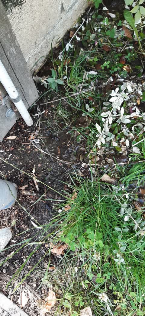 Water Leak, a report photo