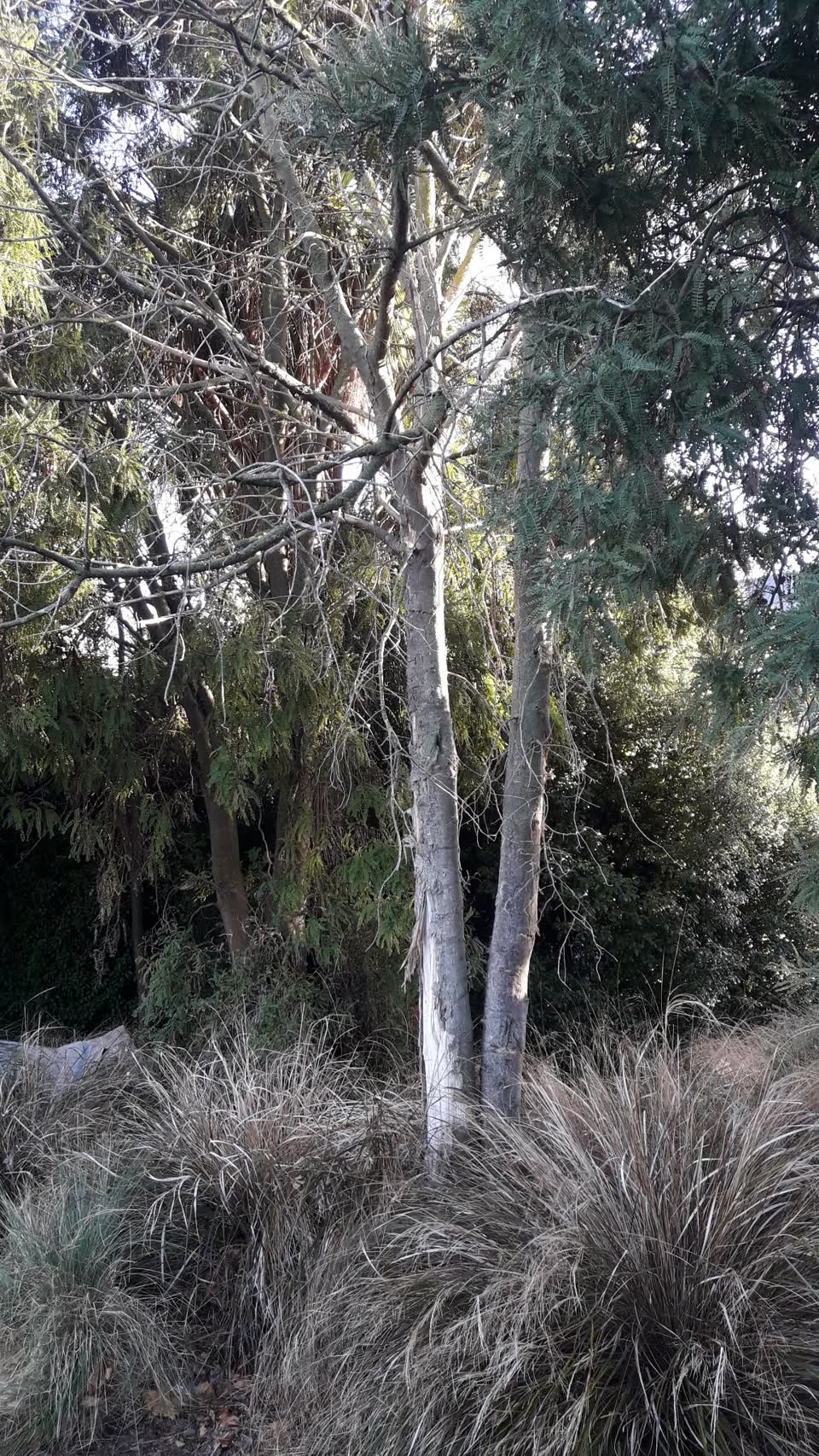 The photograph attached to this parks report