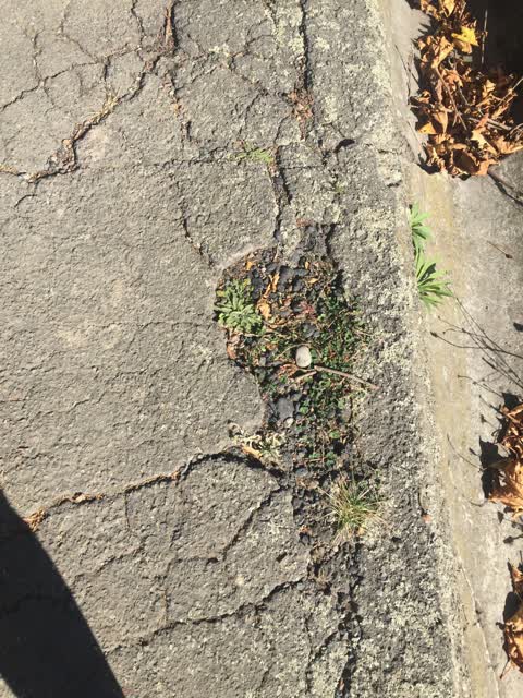 Roading/Streets, a report photo