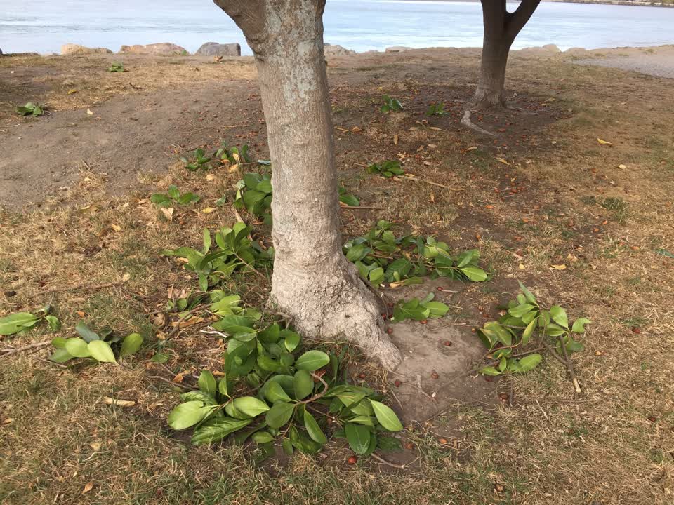 The photograph attached to this parks report