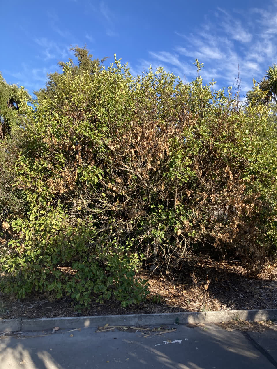 The photograph attached to this parks report