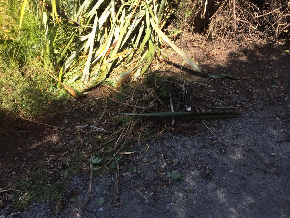 The photograph attached to this parks report