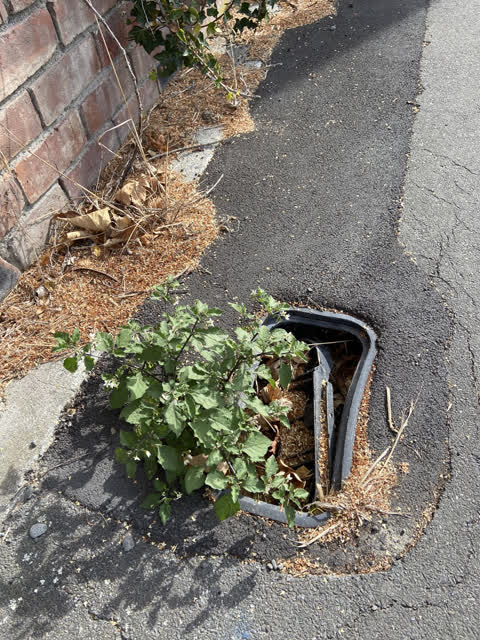 Roading/Streets, a report photo
