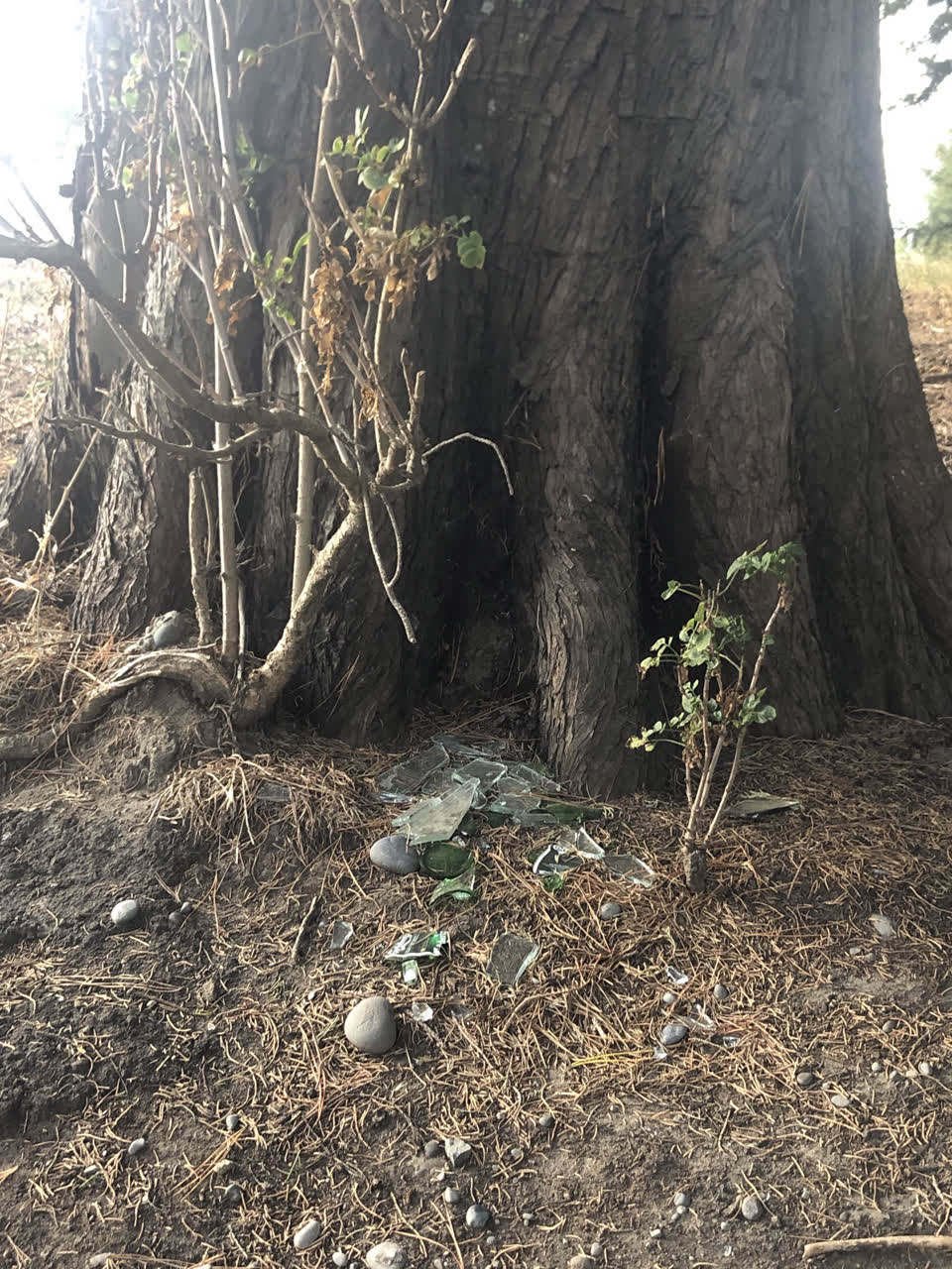 The photograph attached to this parks report