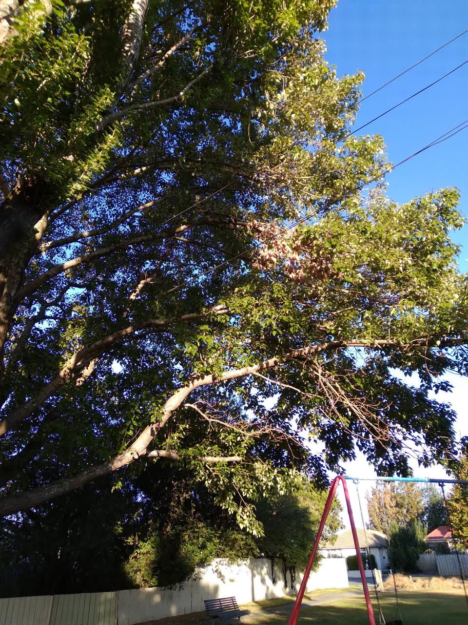 The photograph attached to this parks report