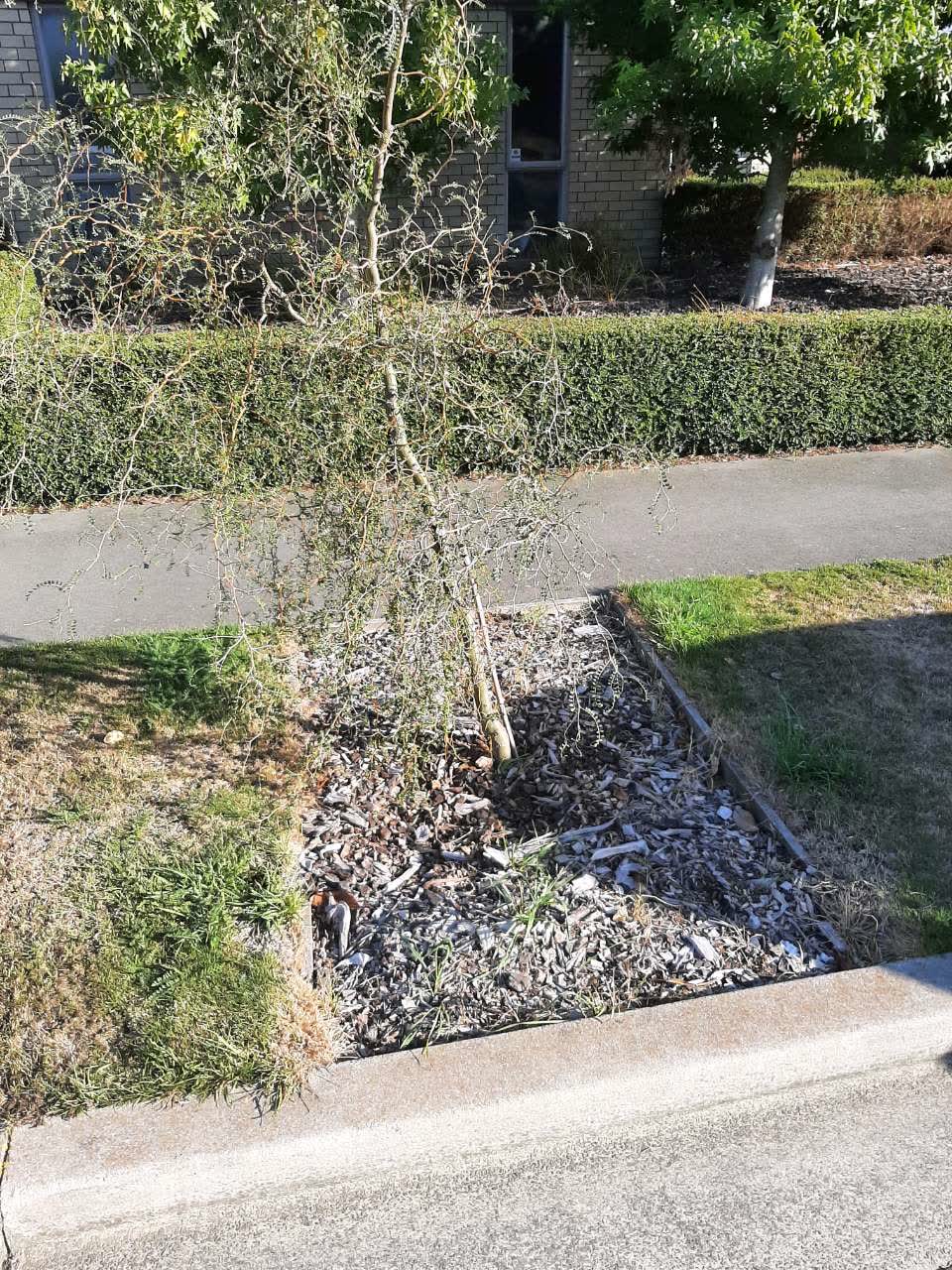 The photograph attached to this parks report