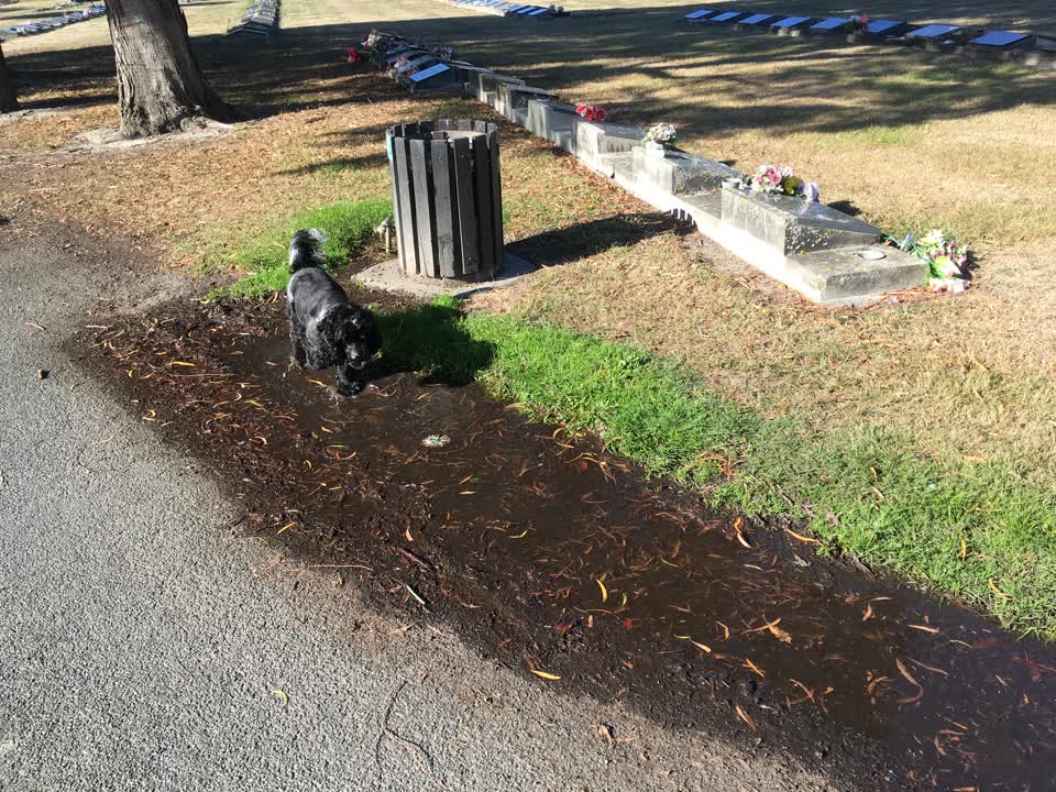 The photograph attached to this water leak report
