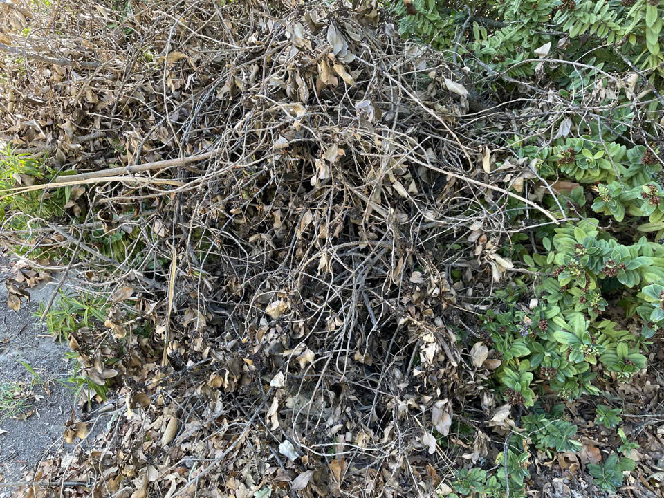The photograph attached to this parks report