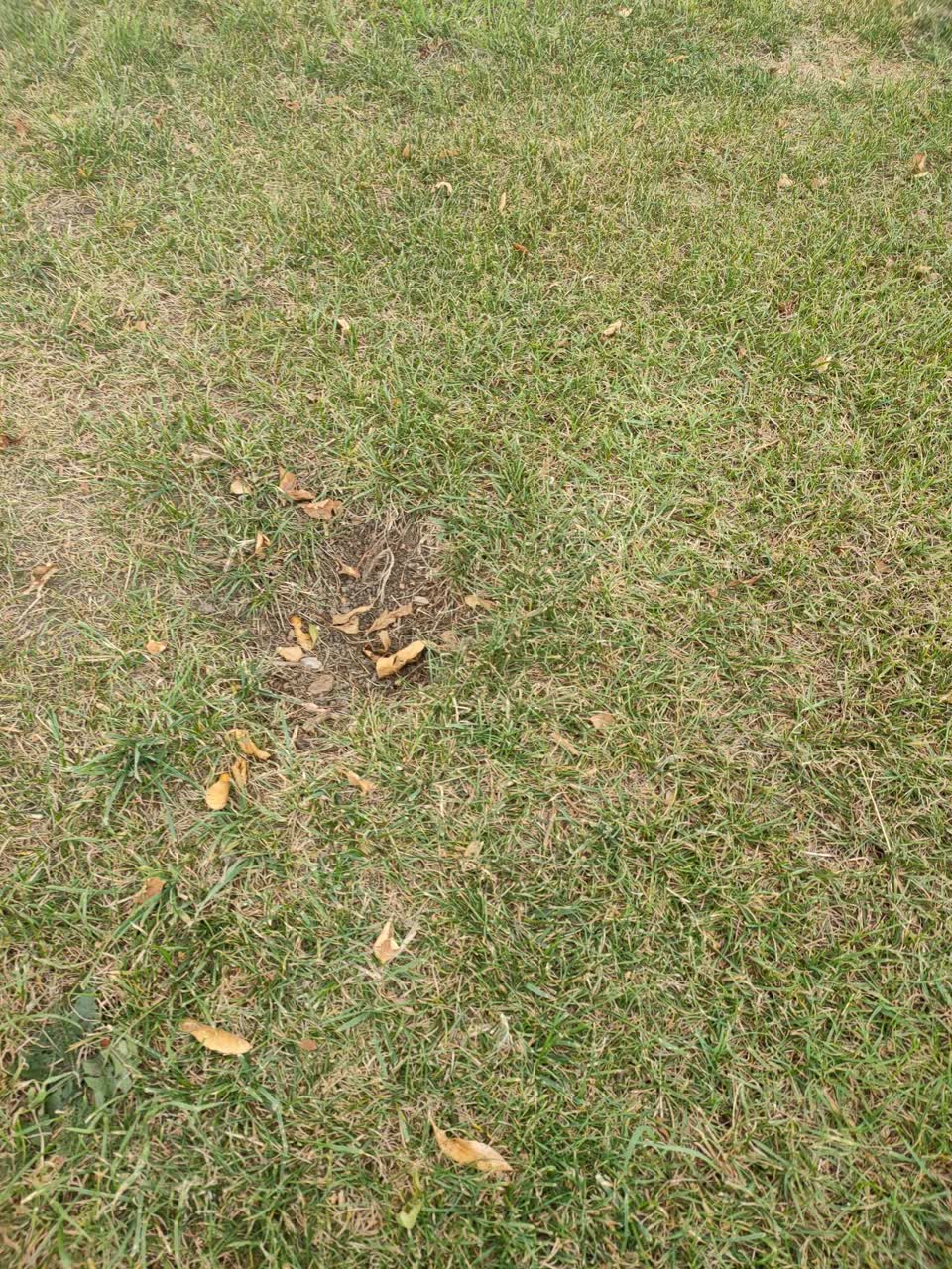 The photograph attached to this parks report