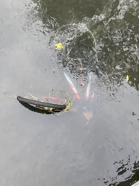 General Request, a report photo
