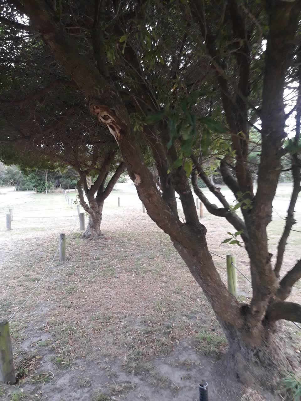 The photograph attached to this parks report