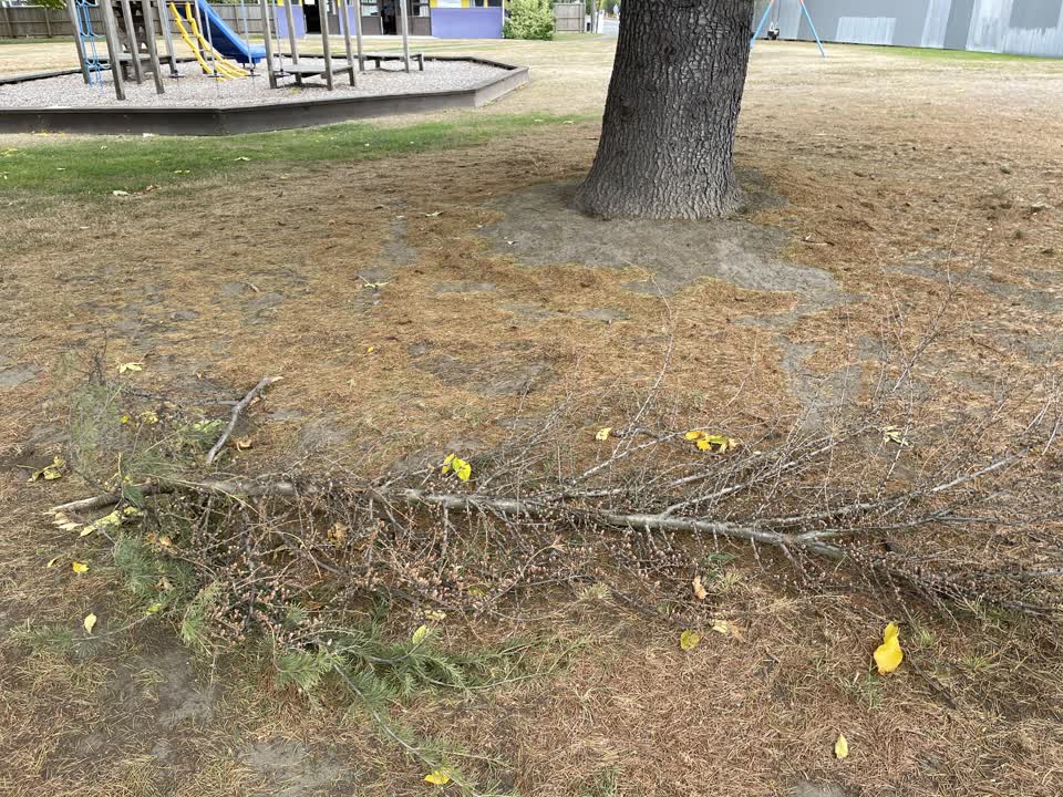The photograph attached to this parks report