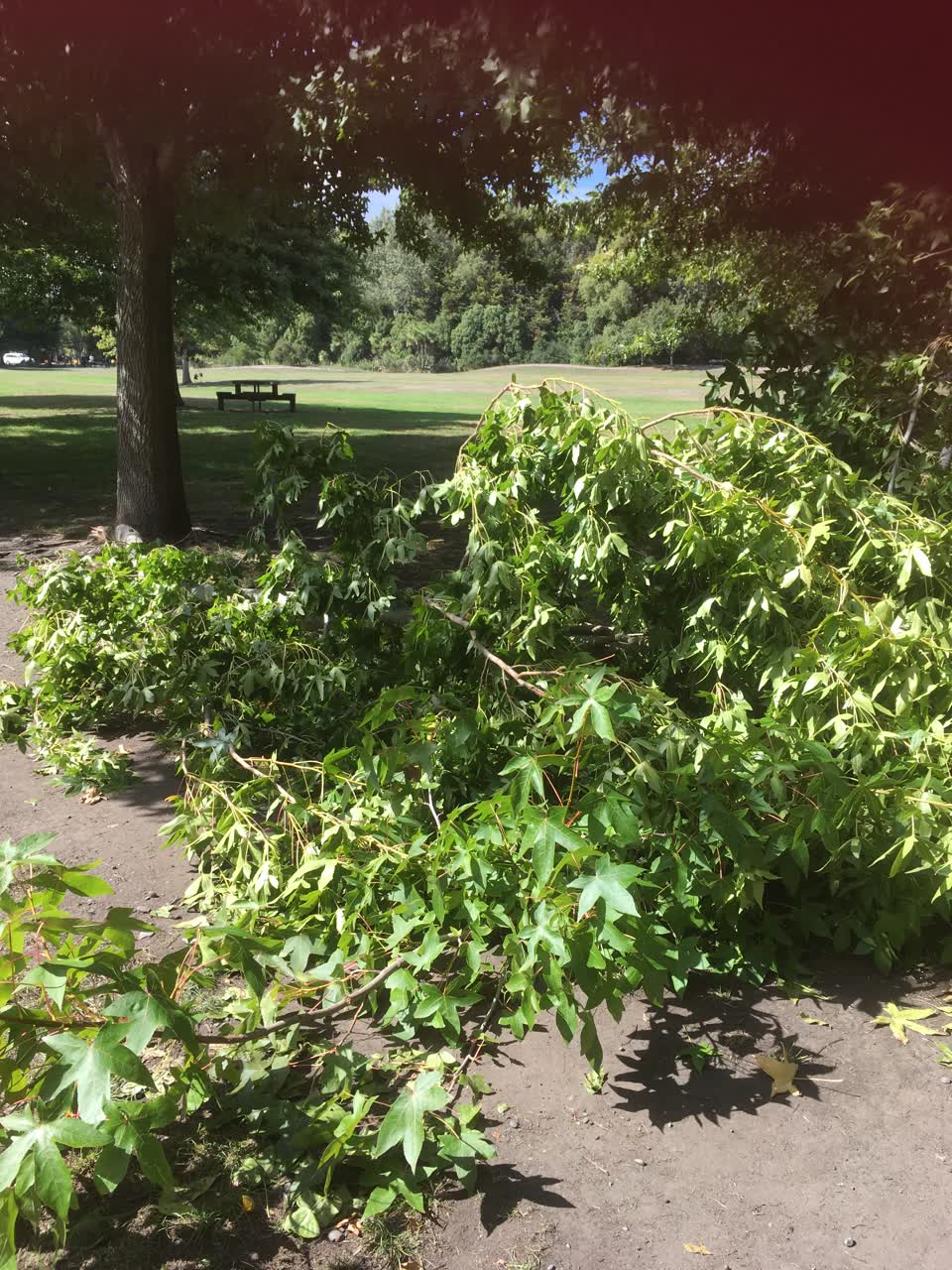 The photograph attached to this parks report
