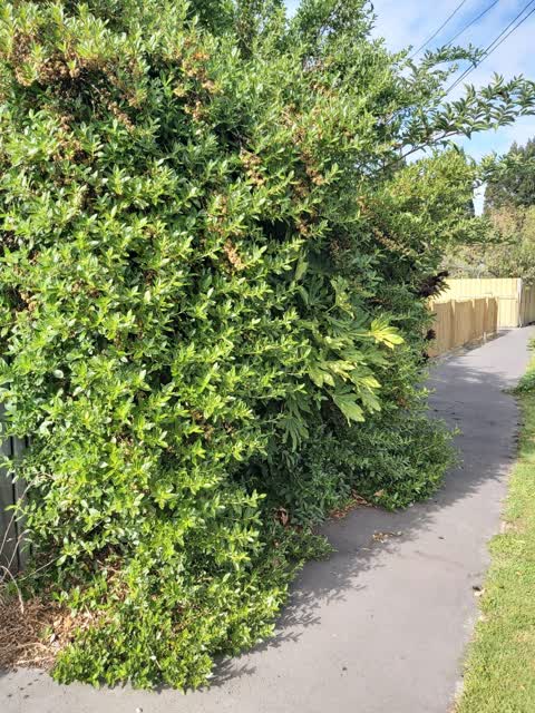 Roading/Streets, a report photo