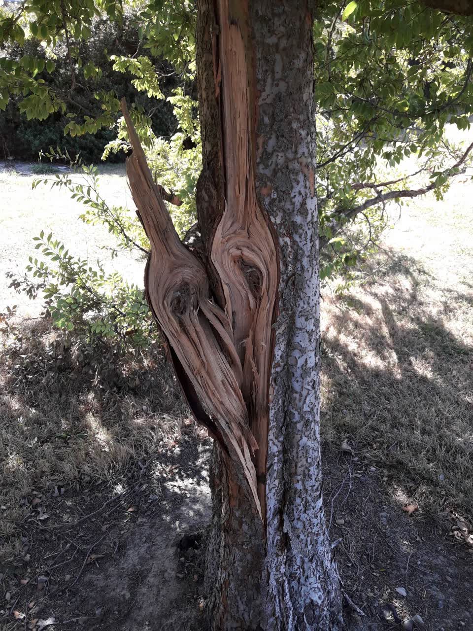 The photograph attached to this parks report