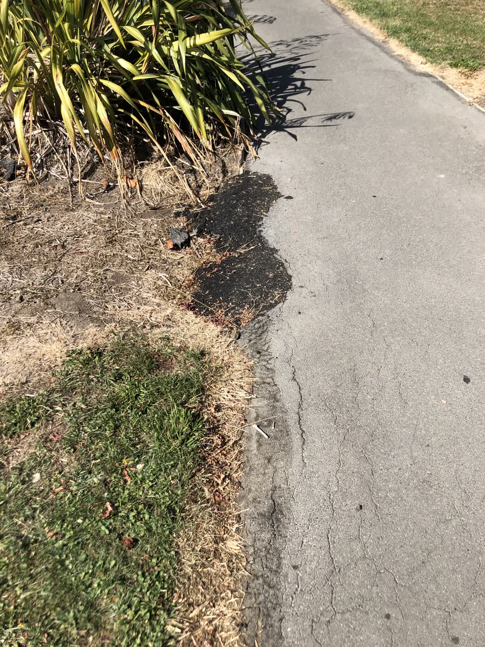 The photograph attached to this parks report