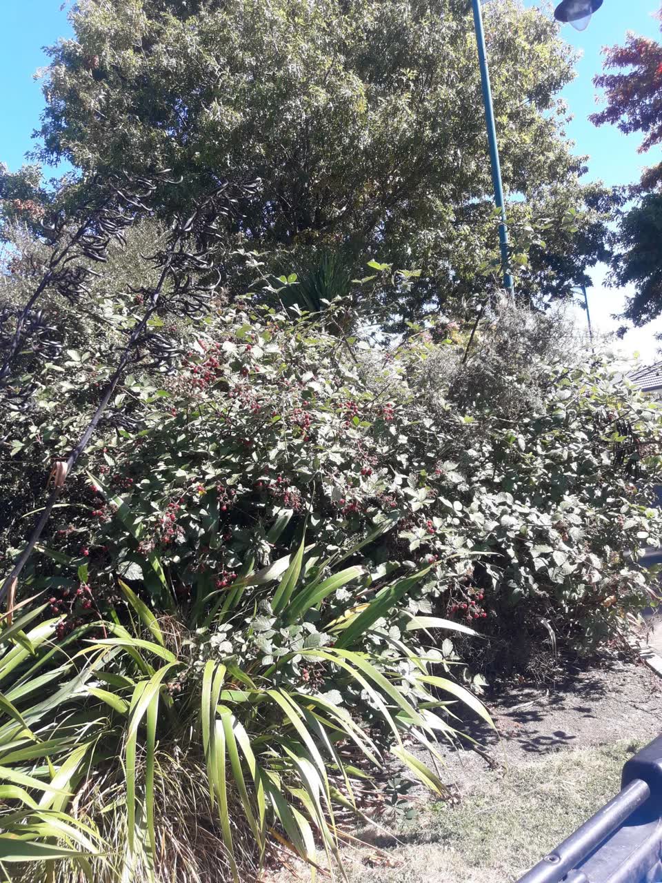The photograph attached to this parks report
