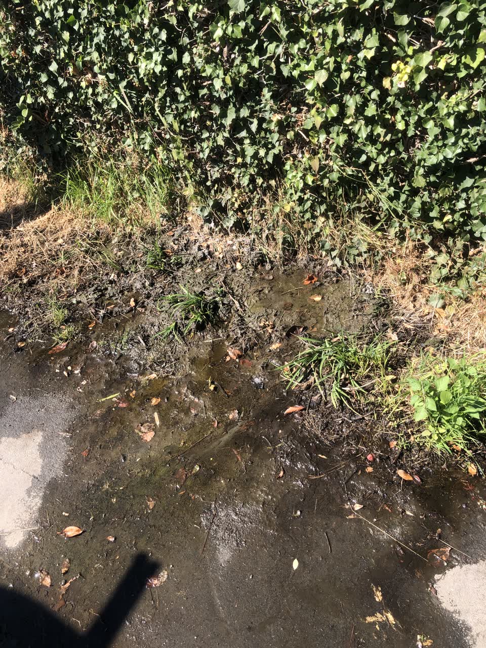 The photograph attached to this water leak report