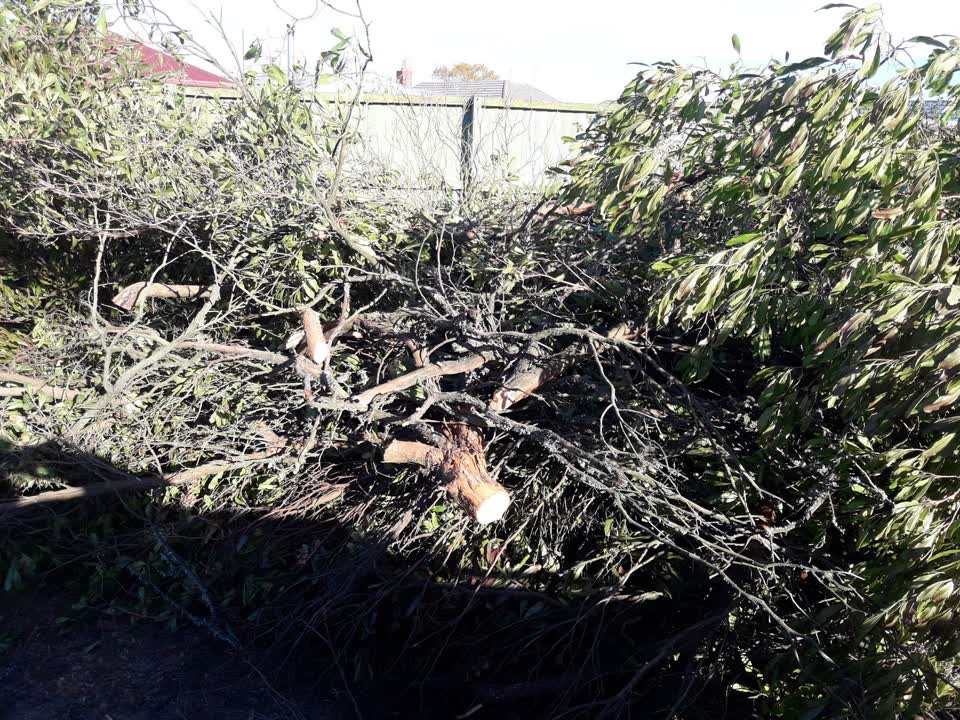 The photograph attached to this parks report
