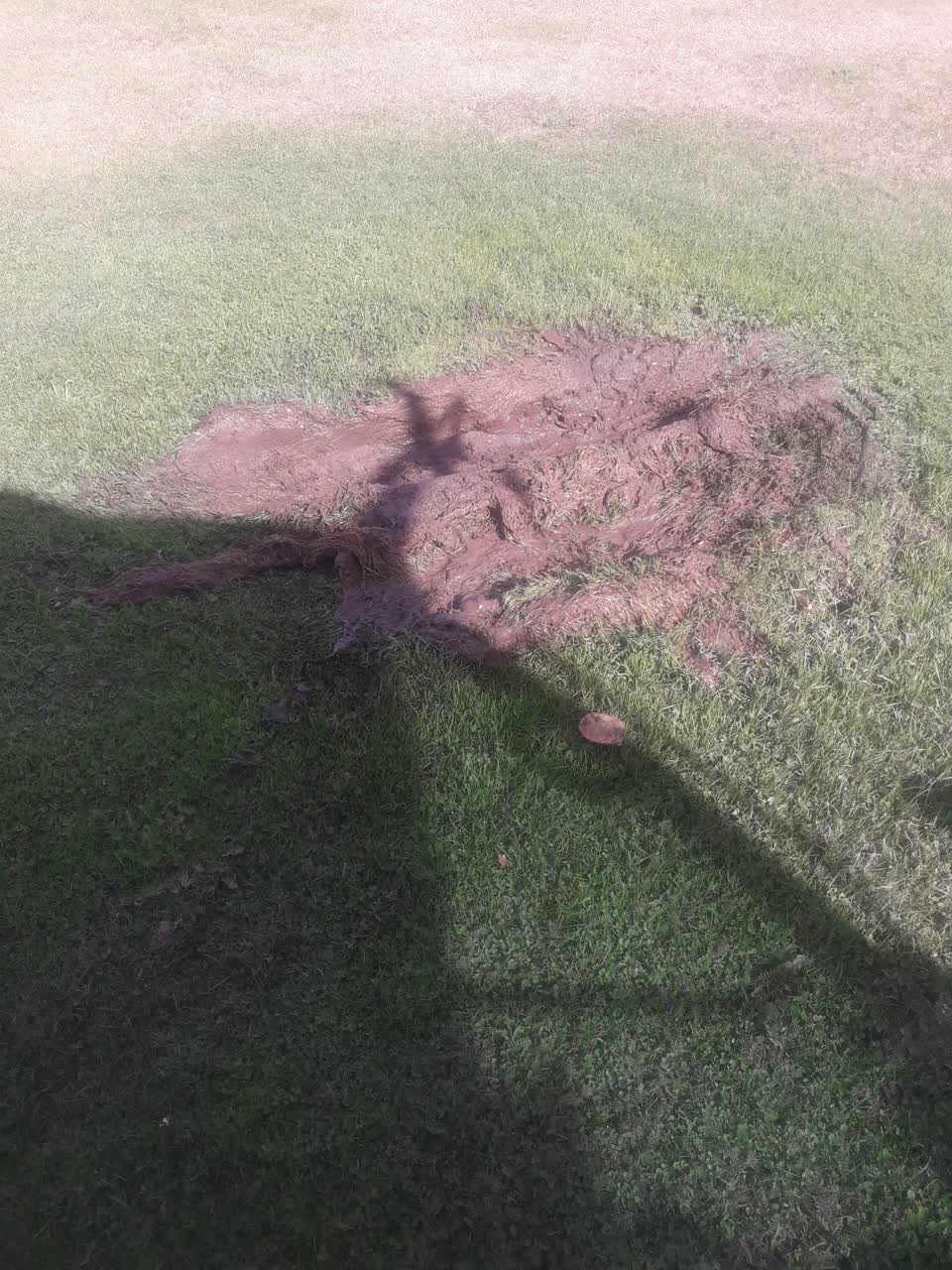 The photograph attached to this parks report