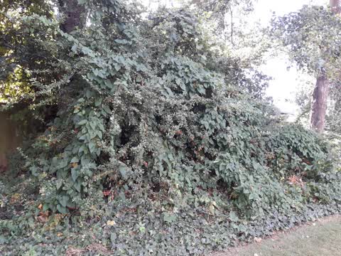 Parks, a report photo