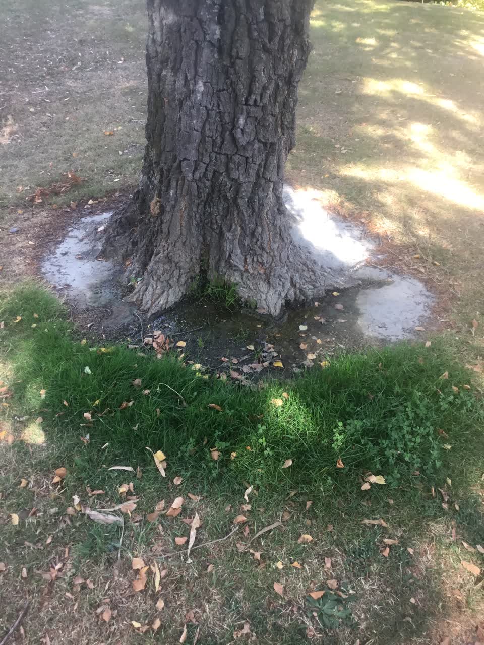 The photograph attached to this water leak report