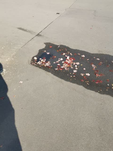 Water Leak, a report photo