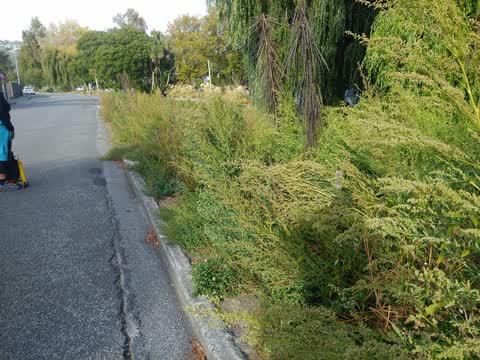 Roading/Streets, a report photo