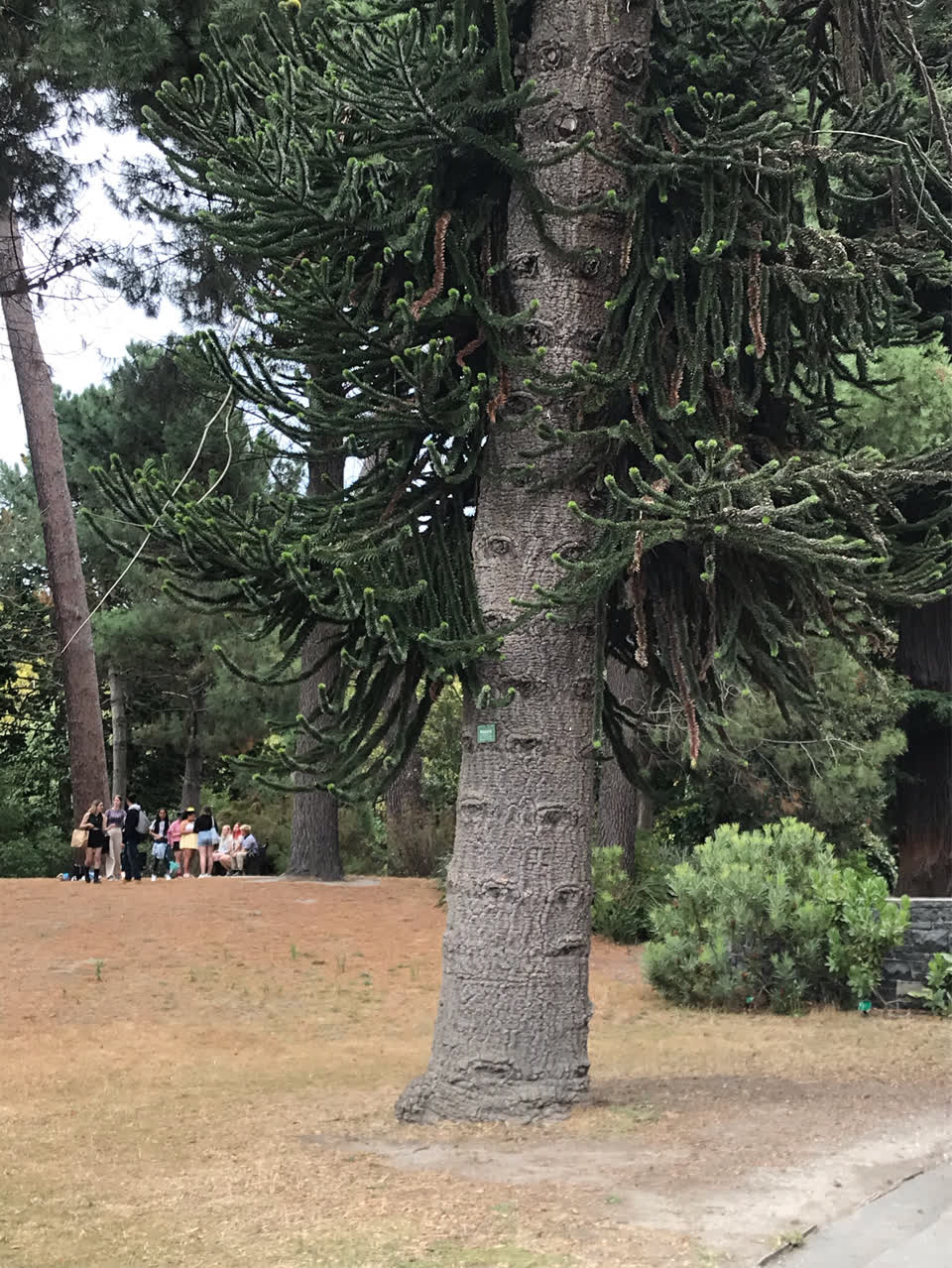 The photograph attached to this parks report