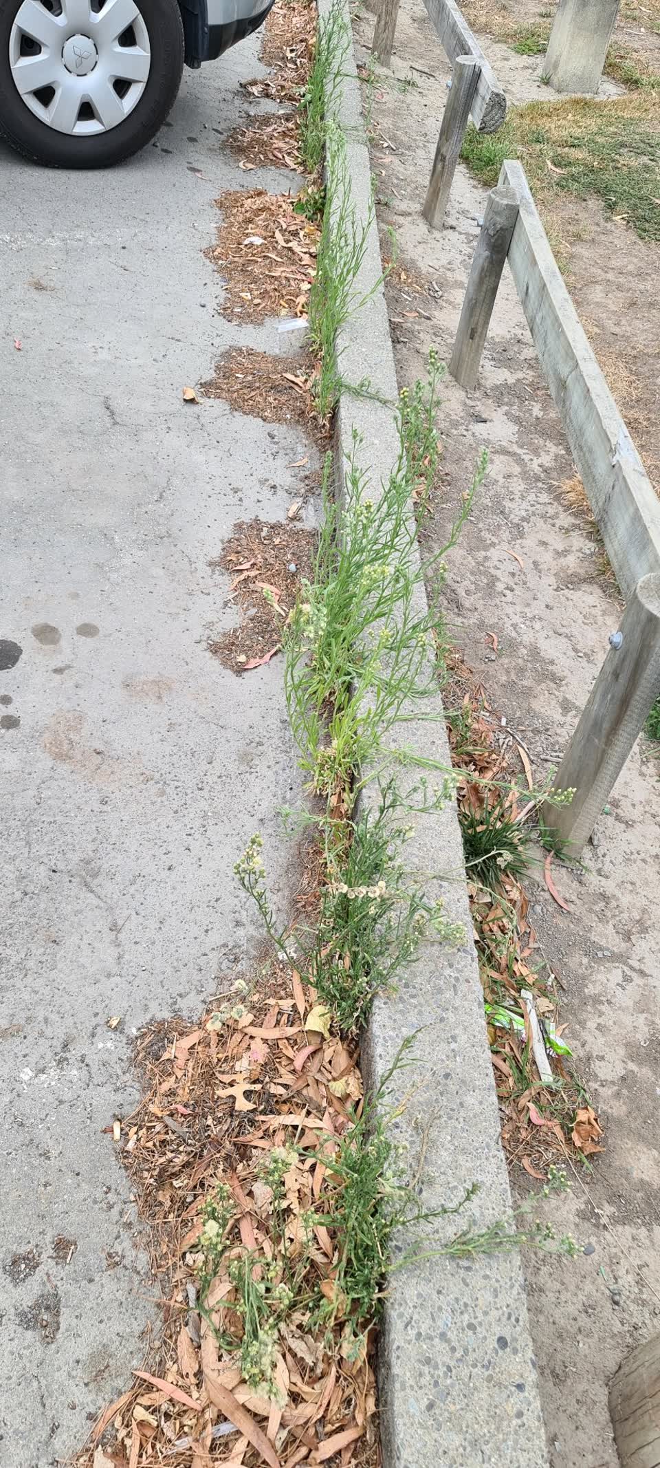 The photograph attached to this parks report